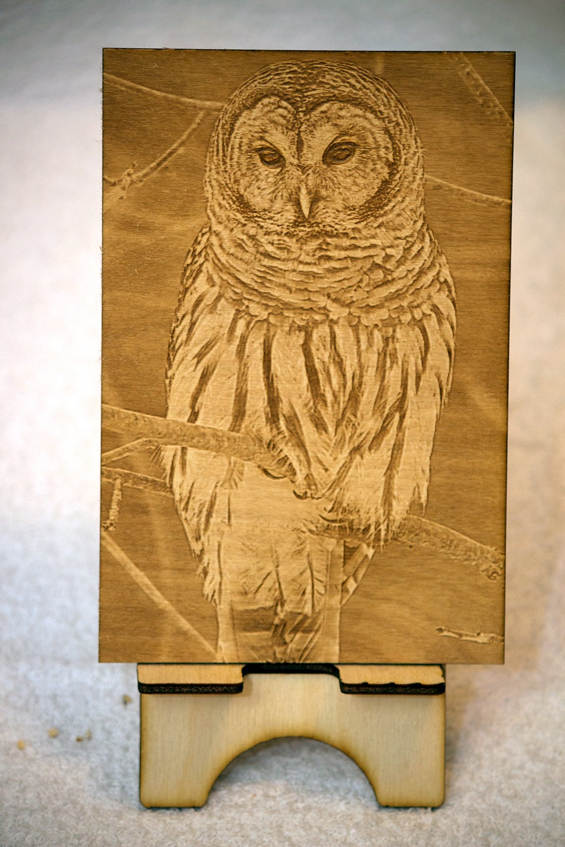 Photo engraving of a barred owl perched on a branch