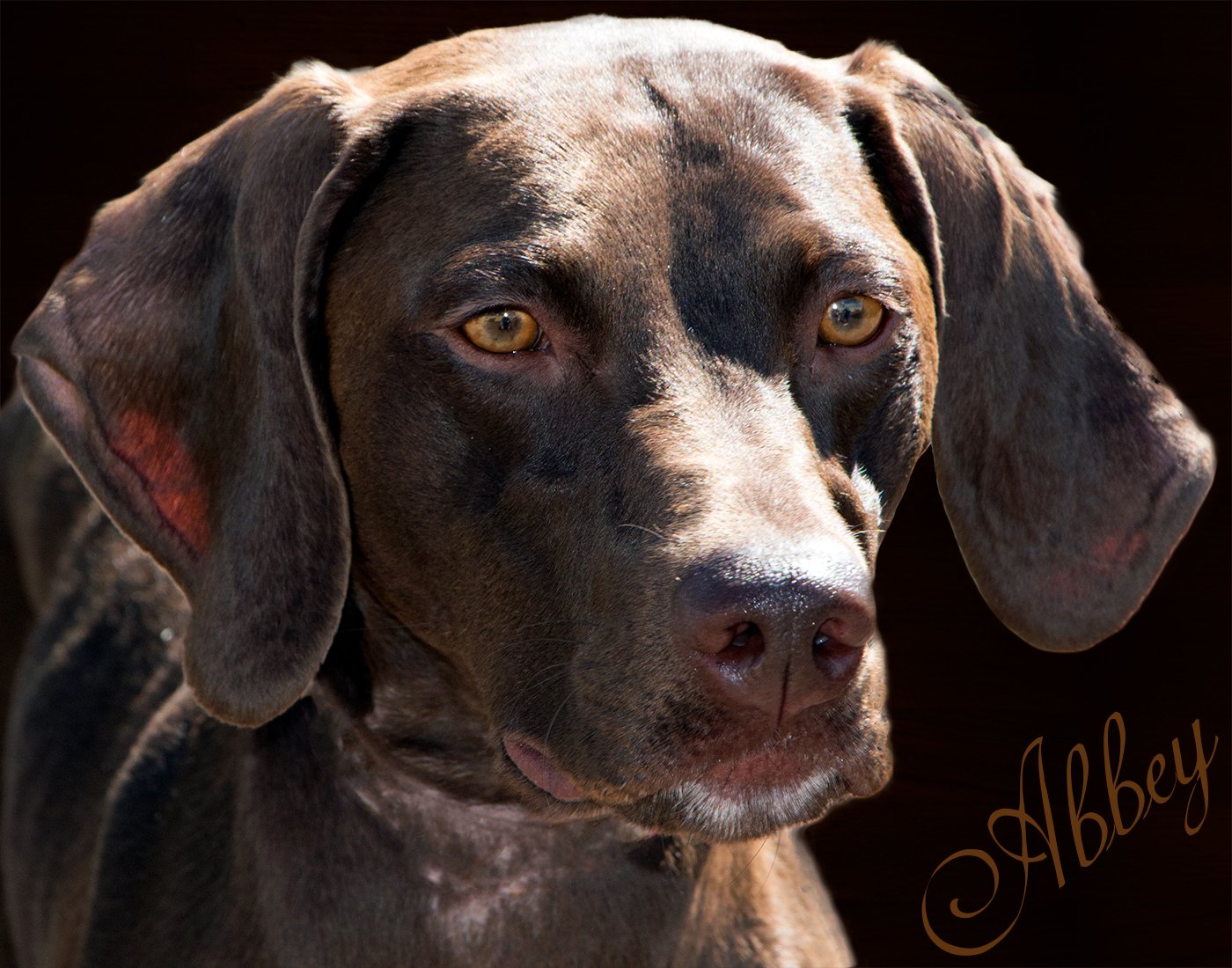Portrait of Abbey, a liver-brown dog with long ears, on a dark background