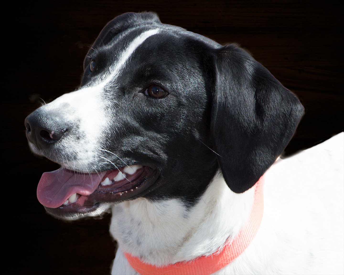 A black-and-white dog with a red collar, mouth open, on a black background