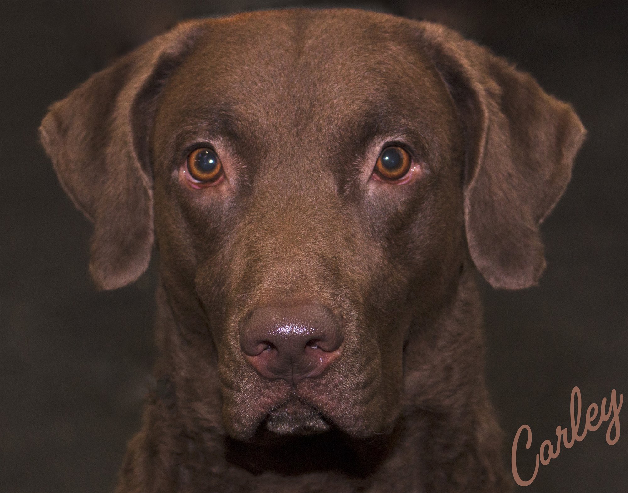 Close portrait of Carley, a chocolate-brown retriever with amber eyes