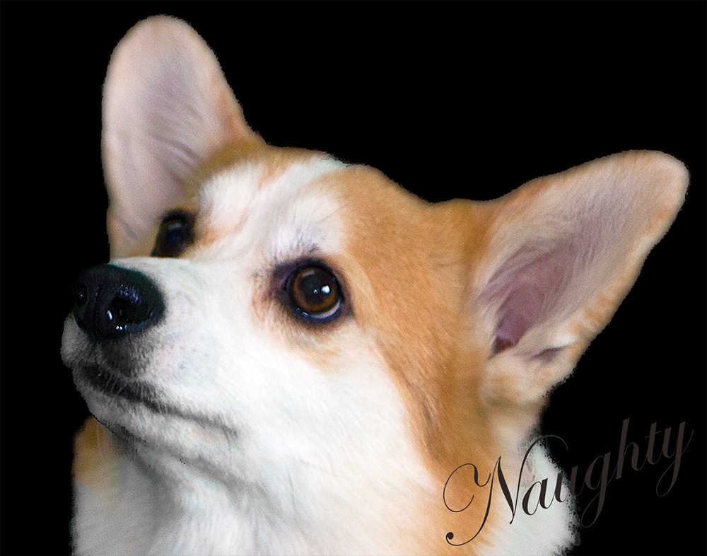 Portrait of a corgi named Naughty, looking up, on a black background