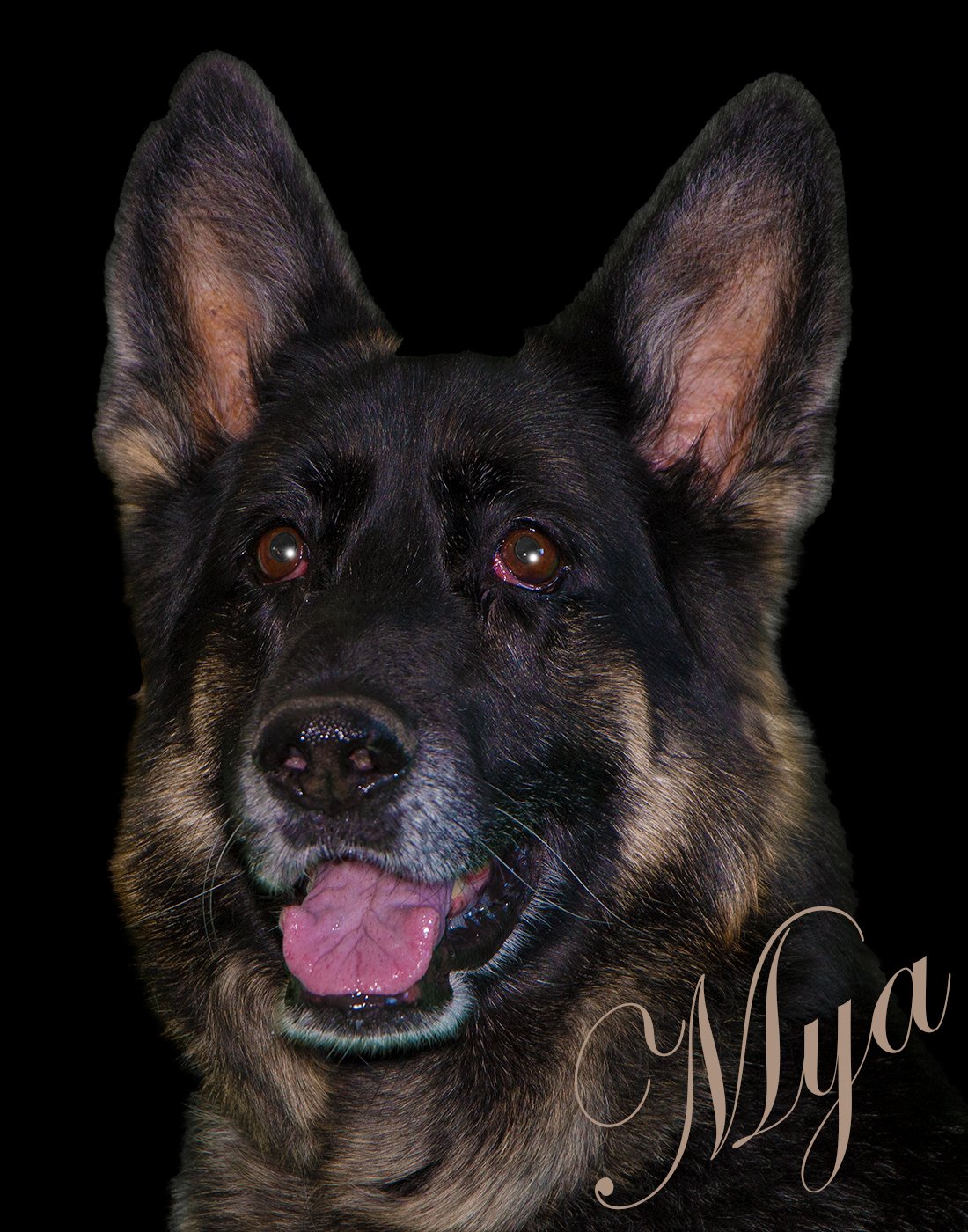 Portrait of Mya, a German shepherd, ears up, on a black background