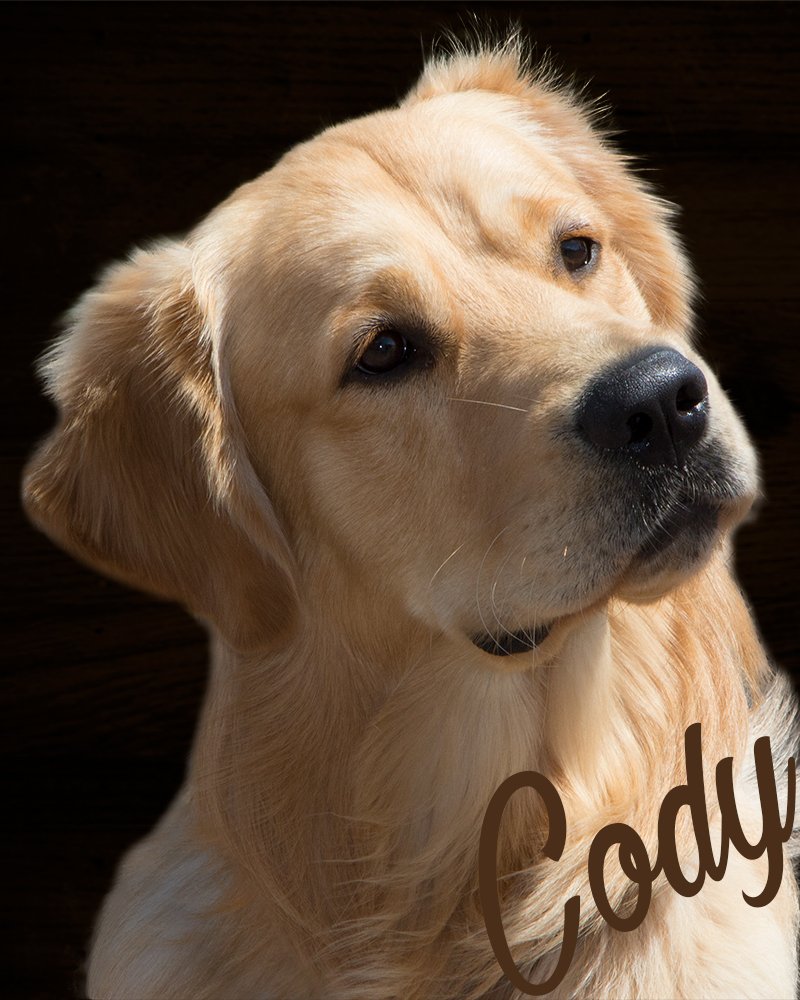 Portrait of Cody, a golden retriever, on a dark wood-toned background