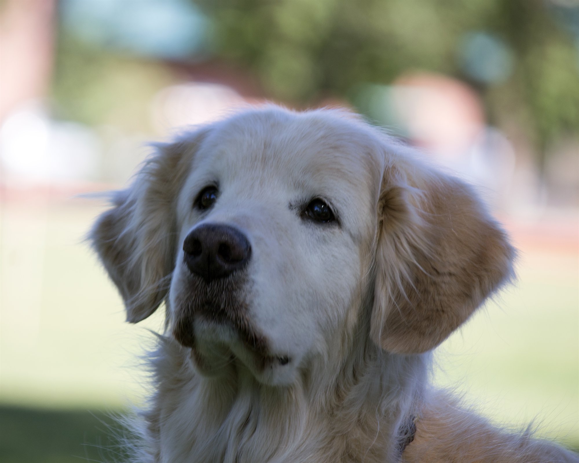 Giddi, a pale golden retriever, outdoors, looking past the camera