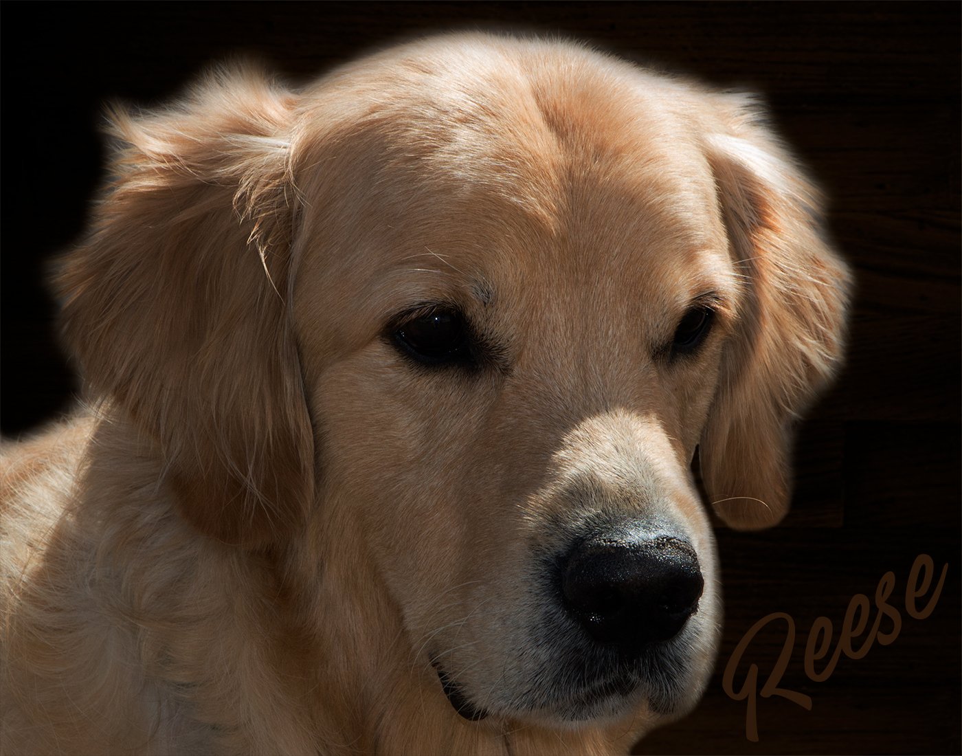 Portrait of a golden retriever on a dark background