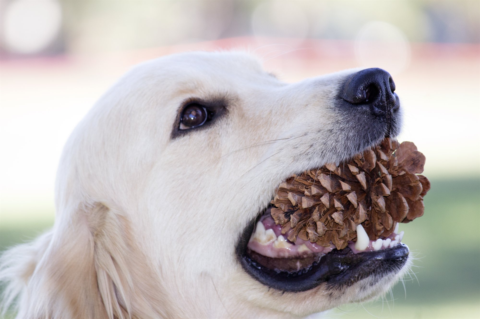Tallie, a cream golden retriever, holding a pinecone in her mouth, outdoors