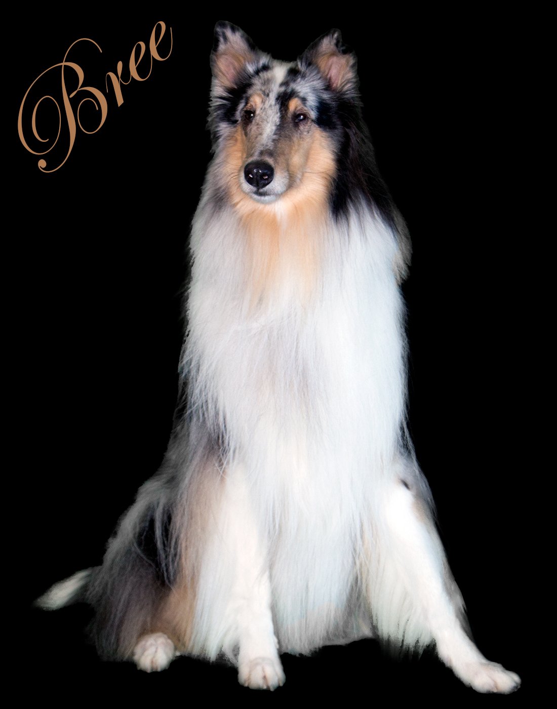 Full-length portrait of Bree, a blue merle rough collie, sitting on a black background