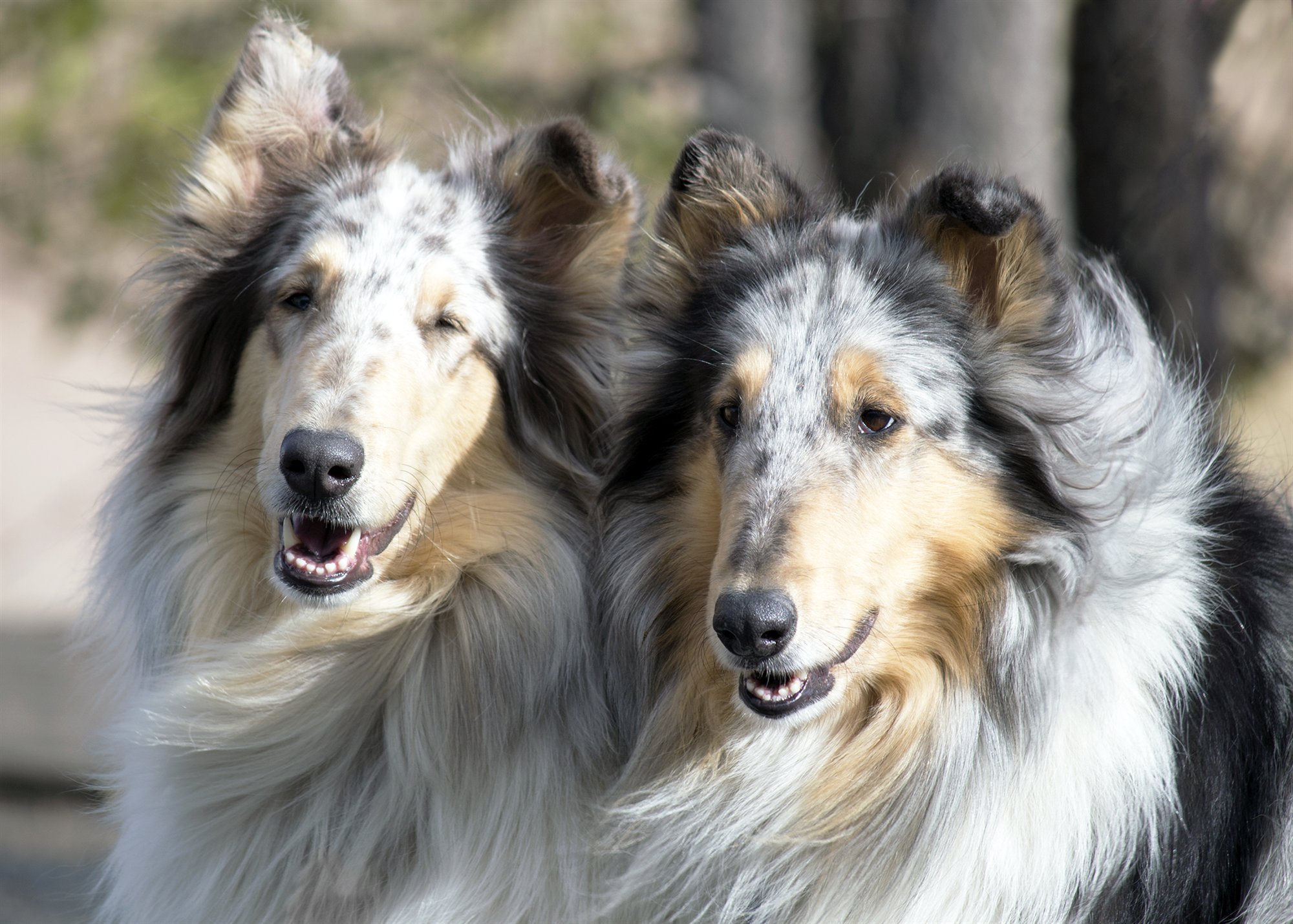 Bree and another blue merle rough collie side by side, outdoors, their coats blowing in the wind