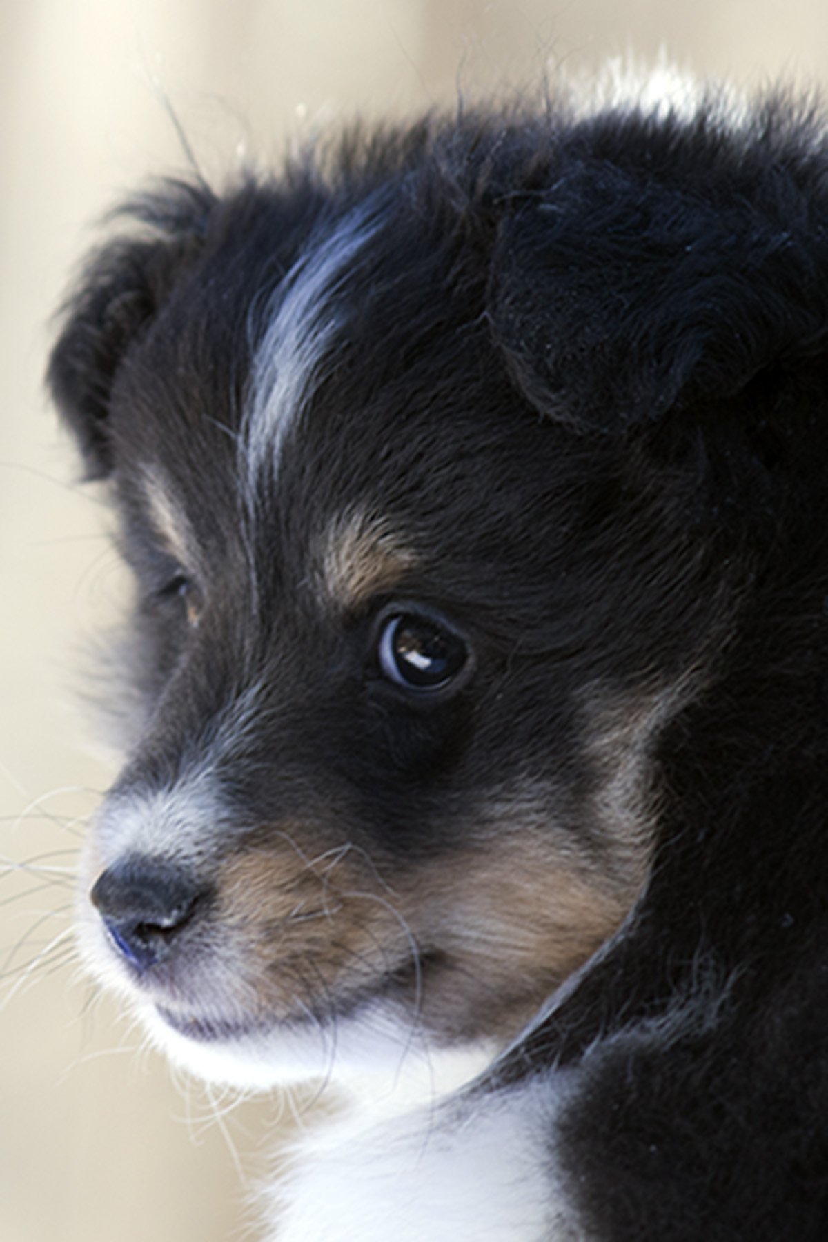 Adam, a black, white and tan Sheltie puppy, looking to the side